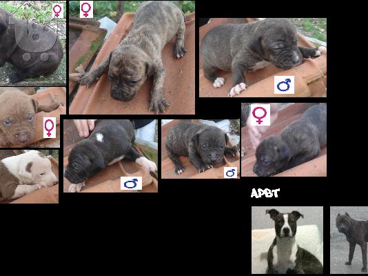 Διαθέσιμα κουτάβια pitbull 80 ευρο 2 μηνών